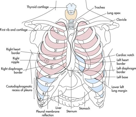 Surface Anatomy Of Ribs Surface Anatomy Of Heart And Lungs Bony Images And Photos Finder