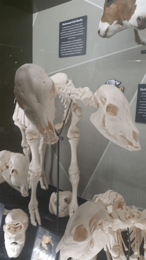 Skeletons Museum Of Osteology Orlando Fl
