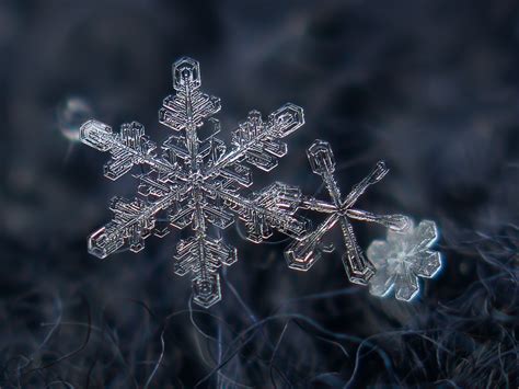 Snowflakes Close Up Leonid Mamchenkov