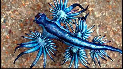 Blue Dragon Is Found In The Ocean Off The Coast Of Australia Youtube
