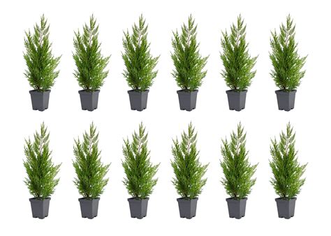 Buy Murray Cypress Tree 12 Live Quart Size Trees Cupressus X