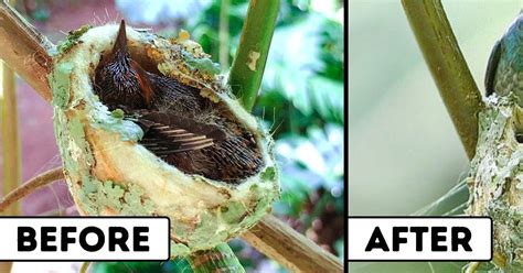 A Hummingbird Builds A Nest With A Roof And Its The Coziest Little
