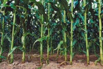 In fact, scientists have discovered more than 2,000 species of cacti. How Tall Do Corn Plants Get? | Home Guides | SF Gate