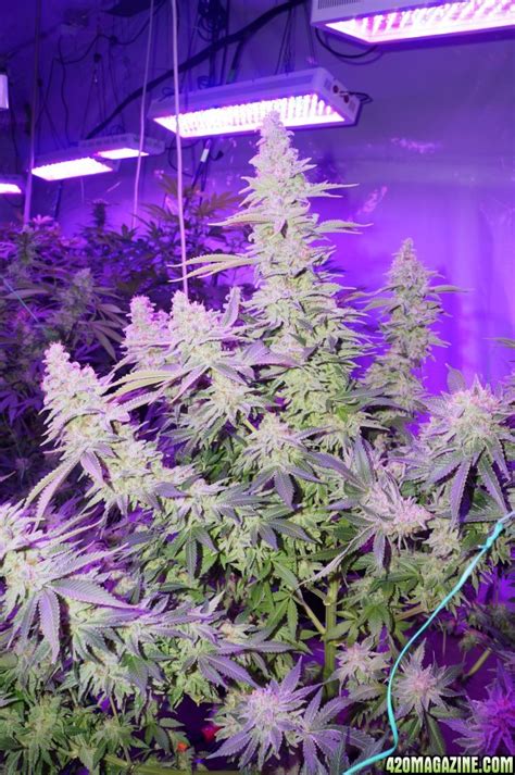 Lushpro led lighting systems can increase lighting areas 10 times more than traditional grow lights, and reduce the uncomfortable glare in the growroom that other lights can cause. Lush LED Lighting grows amazing plants! Pics and videos!