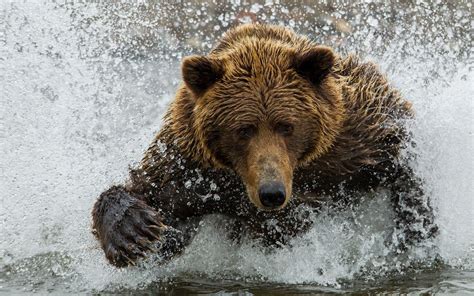 Online Crop Brown Bear Animals Splashes Bears Hd Wallpaper