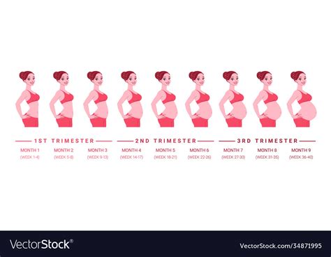 Pregnant Belly Stages By Week