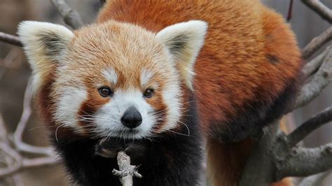 Wildlife Of China The Red Bamboo Eaters Cgtn
