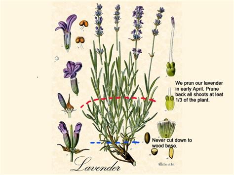 How To Prune Lavender Gardening Tips Nz Lavender Farm Lavender