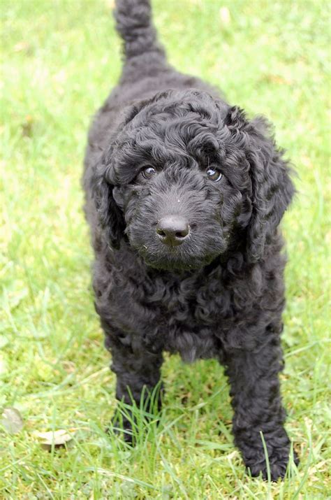 From the initial call where i couldn't stop crying to the very end where everything was just so peaceful cloud 9 were just amazing. HOMEBRED MINIATURE F1B LABRADOODLE PUPPIES | Wolverhampton ...