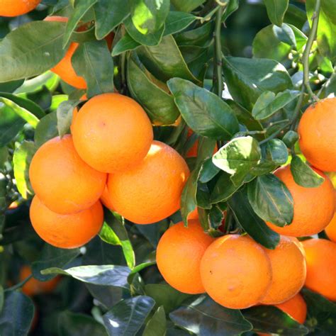 Tangerine Tree Verdego