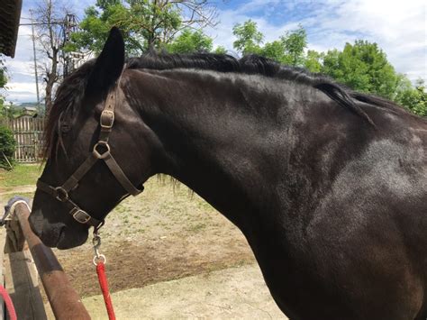 The Equine Neck As An Indicator Of Good Or Bad Training Part 1