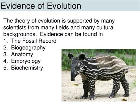 Ppt Evidence Of Evolution Powerpoint Presentation Free Download Id