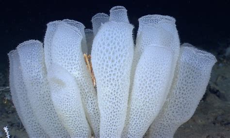 Phylum Porifera Sponges Fybsc Zoology Mcqs Mcques