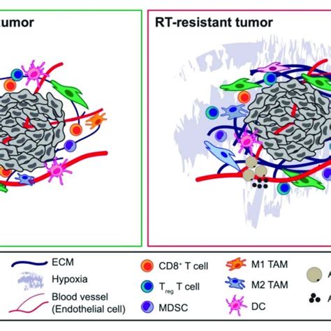 Components Of The Tumor Microenvironment Governing Radiotherapy
