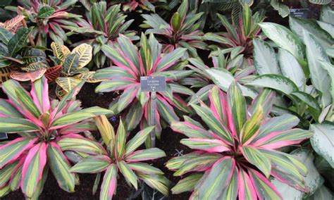 Hawaiian Ti Plant How To Grow Cordyline Fruticosa Epic Gardening
