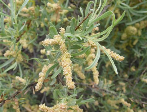 En la localidad de chamizo encontramos dos centros educativos colegio santa teresita que hoy se encuentra cerrado, pero funcionó hasta el año. fourwing saltbush (Plants of Lake Pueblo State Park ...