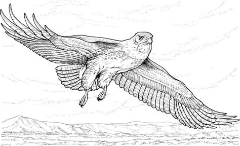 You can find here hard and detailed patterns, advanced animal drawings, simple. Eagle coloring pages to download and print for free