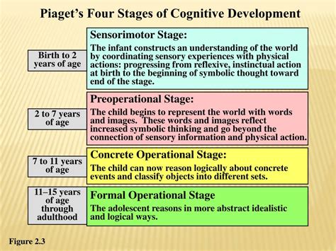 Piaget S Cognitive Development Stages