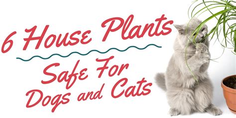 Check spelling or type a new query. Top 6 House Plants Safe for Cats and Dogs - Enchanted ...