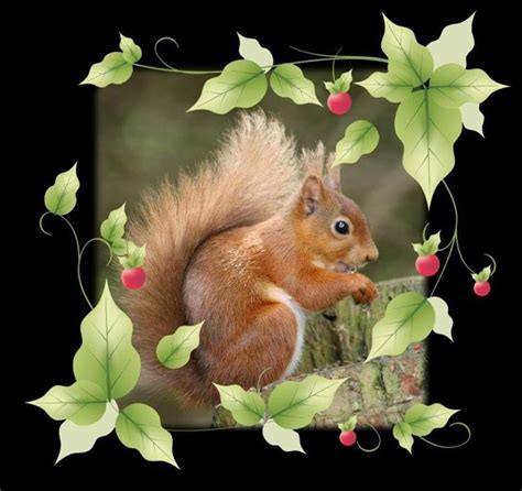 We would like to show you a description here but the site won't allow us. Pin by Michele Cleaves on squirrel flowers | Squirrel, Flowers