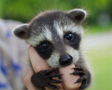 The Worlds Top 10 Cutest Wild Baby Animals In 2021