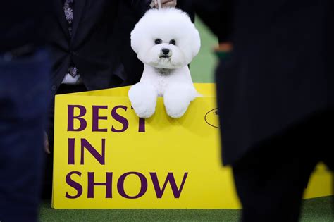 2018 Westminster Dog Show Best In Show Winner