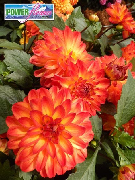 Dahlia Hypnotica Tequila Sunrise Blooms Abundantly And Consistently