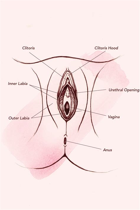 Diagram Of The Location Of The Clitoris Adult Archive