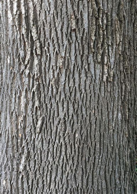 Identifying Trees By Their Bark In 2022 Identifying Trees How To