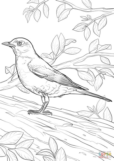 American Robin coloring page | Free Printable Coloring Pages