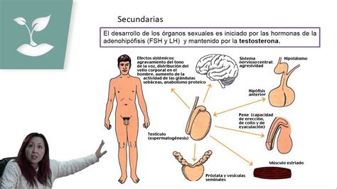 Sexualidad Humana Aparato Sexual Masculino Psu Biolog A Clase N