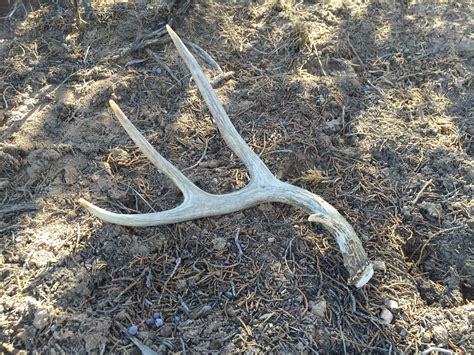 4 New School Tips For The Beginner Colorado Shed Hunter Transition Wild