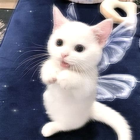 Fairy Cat в 2021 г Кошачьи фотографии Очаровательные котята Милые
