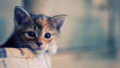 Cat Wallpapers Kittens 1080 Adorable Desktop Backgrounds