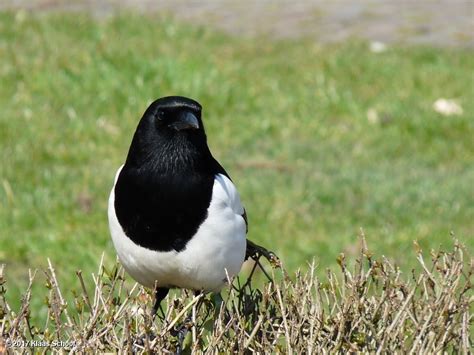 This mostly nocturnal animal looks like an adorable household cat with a twist. Bird watching in Amsterdam - how many birds can you see ...