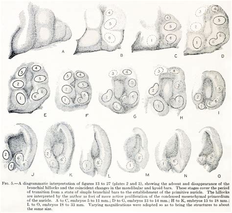 Book Contributions To Embryology Carnegie Institution No69 Embryology