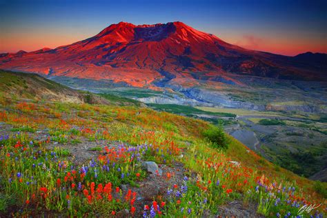 M227 Sunset Wildflowers And Mt St Helens Washington Randall J Hodges