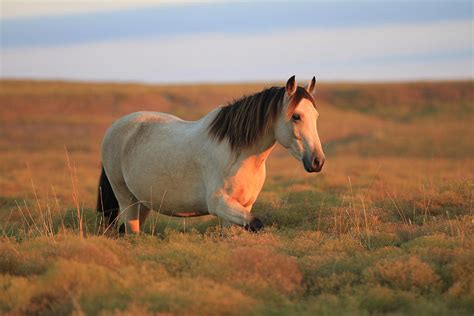 Buckskin refers to a coat color similar to the color of tanned deer hide, occurring due to the presence of cream dilution gene in a bay horse. Buckskin Mustang Mare Photograph by CowboyWay