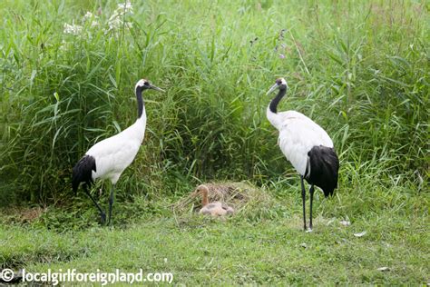 Where To Find Cranes In Japan Local Girl Foreign Land