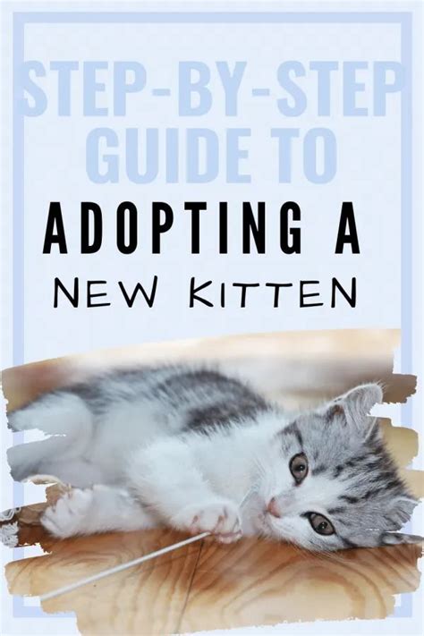 7 Helpful Tips For Introducing A New Kitten To Your Home Introducing