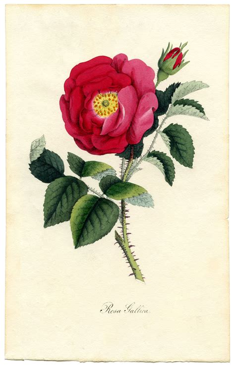 Rose Botanical Print Download Exceptional The Graphics Fairy
