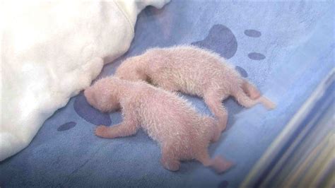 Newborn Giant Panda Twins Survive 10 Day Danger Period Cgtn