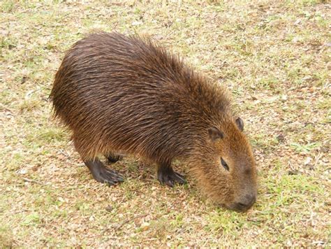 Check spelling or type a new query. File:Cachorro de Carpincho.jpg - Wikimedia Commons