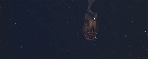 This Video Of A Black Seadevil Terrorizing The Deep Sea Makes You Wish