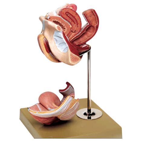 Organ diagram foot diagram kidney diagram stomach diagram ear. Anatomical Model of Female Genital Organs | Anatomical Models
