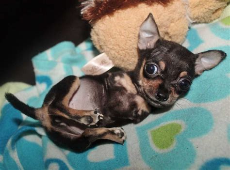 79 Olx Chihuahua Puppies For Sale Image Bleumoonproductions