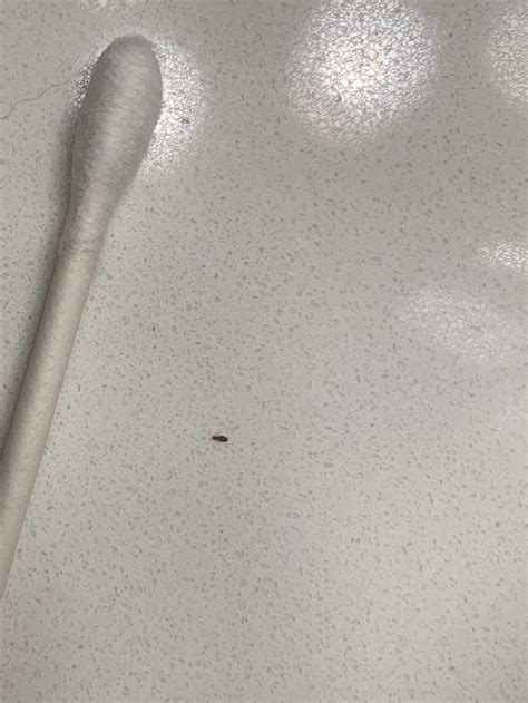 California Teeny Tiny Black Bug In My Bathroom Whatsthisbug