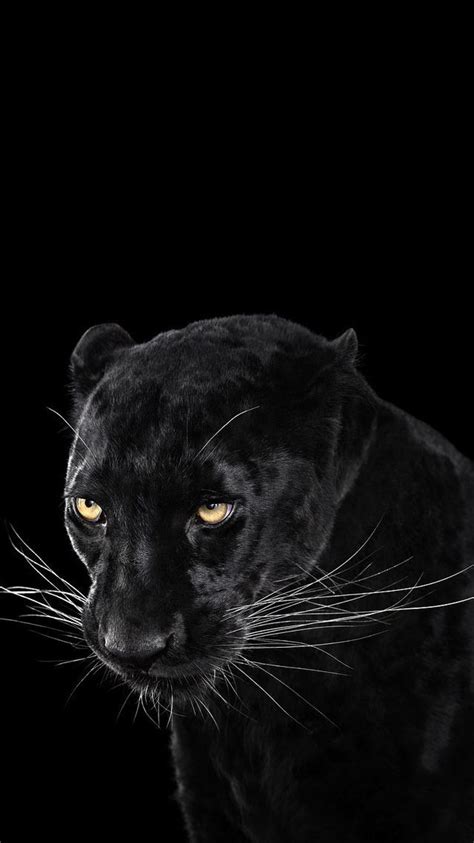Animals Wallpaper Iphone Black Panther Hd Wallpaper Black Panther