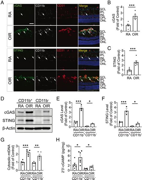 Cgas Sting Signaling Was Overactivated In Retinal Myeloid Cells In The