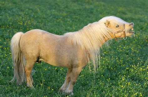 Página oficial de falabella chile. 8 Interesting Facts You Didn't Know About The Falabella Horse - Horse Spirit